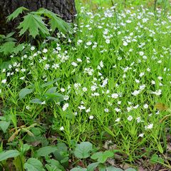 Grasmuur - Stellaria graminea - bodembedekker