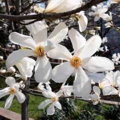 Stermagnolia - Magnolia stellata