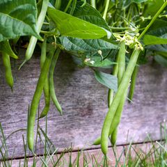 Struikboon plant - Phaseolus vulgaris nanus maxi