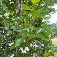 Storaxbaum - Styrax japonicus 'Juni-Schnee'