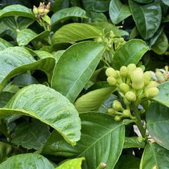 Sukadeboom - Citrus Medica