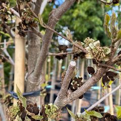 Sycoparrotia semidecidua - Detail