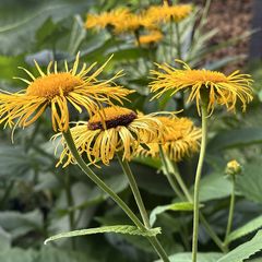 Koeienoog - Telekia speciosa in bloei