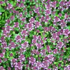Kruiptijm - Thymus praecox 'Purple Beauty' in bloei