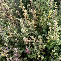 Echte tijm - Thymus vulgaris in November