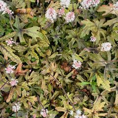 Schuimbloem - Tiarella 'Pink Skyrocket' (foto oktober)