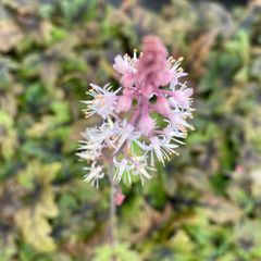 Tiarella cordifolia - aarähnliche rosa Blüten