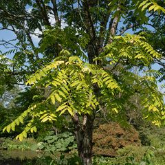 Zwiebelsuppenbaum - Toona sinensis