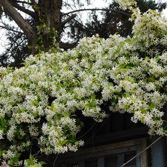 Toscaanse Jasmijn - Volle bloeiwijze