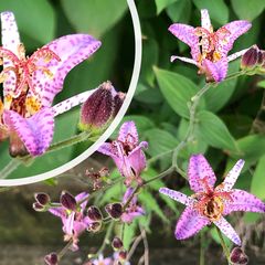 Orchidee - Tricyrtis Formosana 'Purple Beauty' bloei