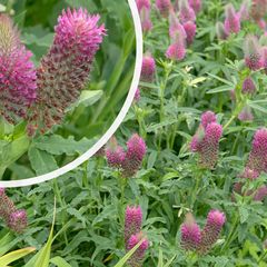 Purperrode klaver - Trifolium rubens