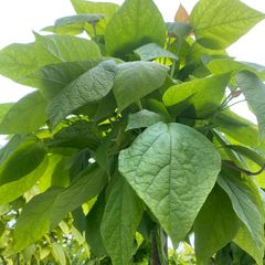 Trompetenbaum - Catalpa bignonioides 'Nana' - Große Blätter