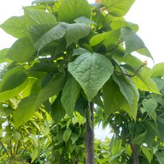 Trompetenbaum - Catalpa bignonioides 'Nana' - Kugelförmiger Baum