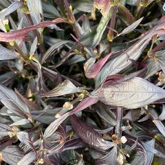 Trompetkruid - strobilanthes anisophyllus 'Brunetthy'