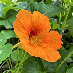 Oranje bloem Oost-Indische kers - Tropaeolum majus