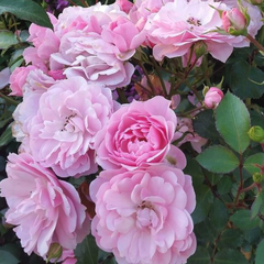 Trosroos - Rosa 'Bonica' bloemen