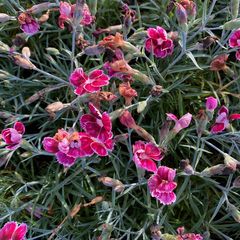 Dianthus caryophyllus 'Flutterburst' in bloei