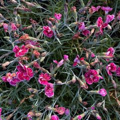 Tuinanjer - Dianthus caryophyllus 'Flutterburst'