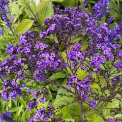 Vanilleplant - Heliotropium arborescens paarse bloemen