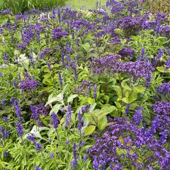 Vanilleplant - Heliotropium arborescens