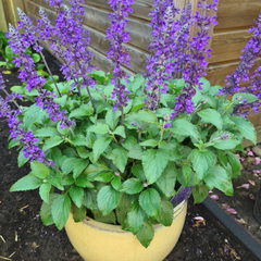 veldsalie Salvia paarse opgaande bloei