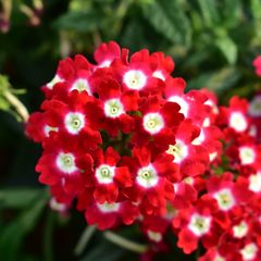 Verbena-Romance-Carmine-with-Eye.jpg