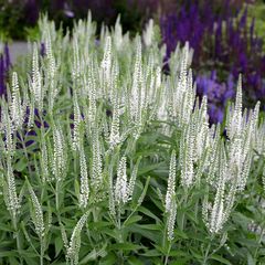 Veronica spicata wit.jpg