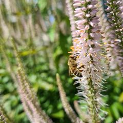 Veronicastrum tuinplanten borderplant bijvriendelijk