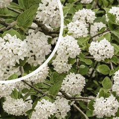 Sneeuwbal - Viburnum carlesii 'Compactum' in bloei