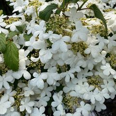 Blühender Japanischer Schneeball - Viburnum plicatum 'Watanabe'