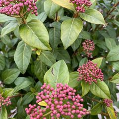 Sneeuwbal op stam - Viburnum tinus' Eve price' detail