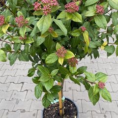 Viburnum tinus' Eve price' in de knop