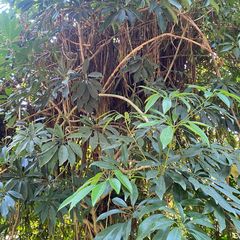 Vingersboom - Schefflera actinophylla