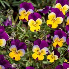 Dreifarbiges Stiefmütterchen - Viola tricolor Blüten sind essbar