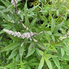 Vitex agnus castus