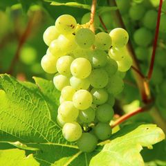 Vitis 'Vroege van der laan' - Overheerlijke druiven