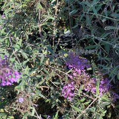 Schmetterlingsstrauch - Buddleja davidii Free Petite 'Lavender Flow'.