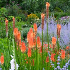 Vuurpijl Kniphofia