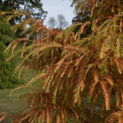 Watercipres - Metasequoia glyptostroboides 'Matthaei Broom'