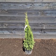 Westerse Levensboom - Thuja 'Smaragd' 100-120cm.jpg
