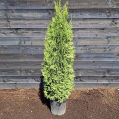 Westerse Levensboom - Thuja 'Smaragd' 140-160cm.jpg