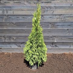 Westerse Levensboom - Thuja 'Smaragd' 80-100cm.jpg
