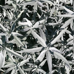 Westlicher Beifuß - Artemisia ludoviciana 'Silver Queen