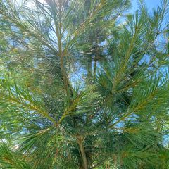 Weymouthden - Pinus strobus