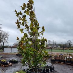 Beverboom - Magnolia grandiflora - klaar voor verzending