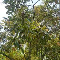 Wieltjesboom - Trochodendron aralioides
