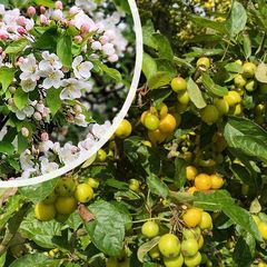 Wilde appel - Malus sylvestris - Bloei en vrucht
