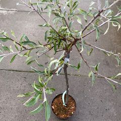 Weidenblättrige Zierbirne - Pyrus Salicifolia 'Pendula'