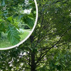 Wintereik - Quercus petraea met detail blad