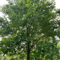 Wintereik - Quercus petraea